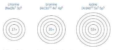 <ul><li><p>As you go down the group, the elements have <strong>more electron shells</strong></p></li><li><p>So the <strong>atom radii increase</strong></p></li></ul>