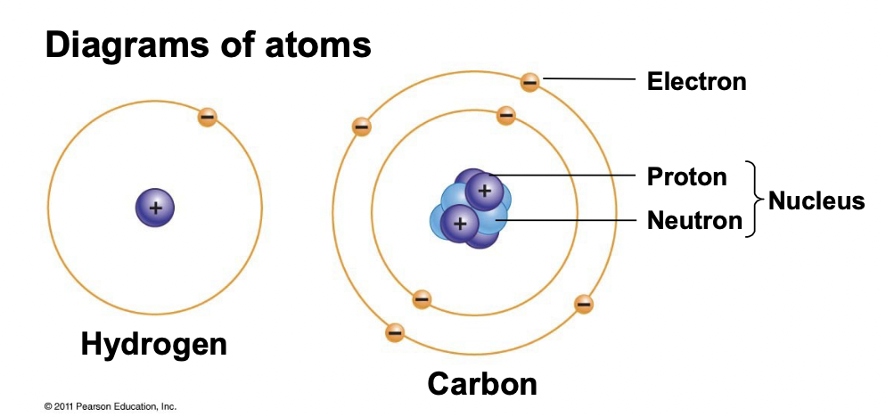 <p>Always have the same number of protons and neutrons, make up the nucleus.</p>