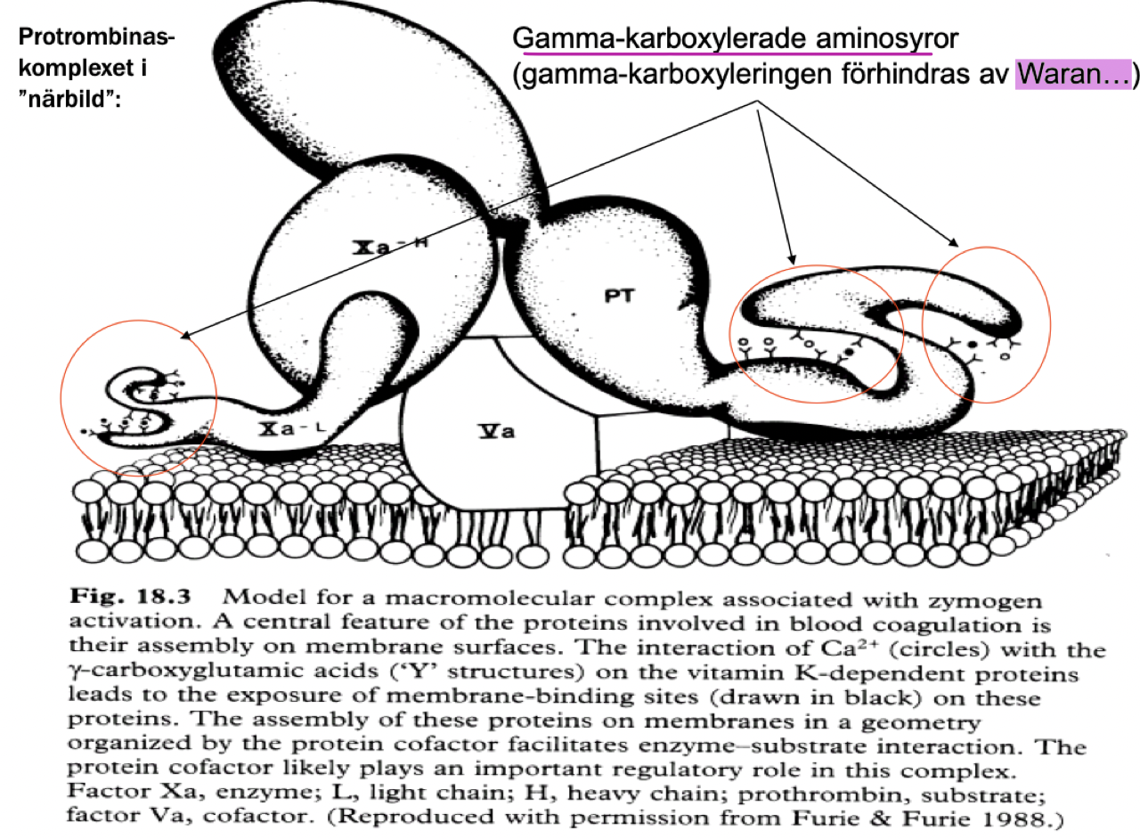 <p>De syntetiseras via en K-vitamin-beroende process och finns i den sk GLA-domänen. De innehåller två negativa sites som binder Ca<sup>2+</sup>. Interaktionen leder till <strong>exponering av bindingsäte </strong>vilket gör att koagulationsfaktorerna kan interagera med sina substrat och ge en förstärkt effekt. De kan <strong>generera trombin </strong>300 000 gånger mer effektivt än utan.</p>