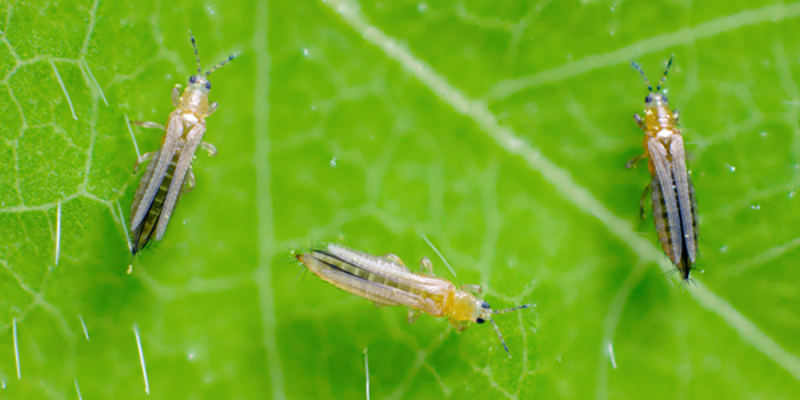 <p>Thrips</p>