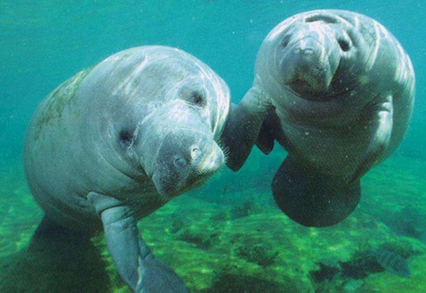 <p>- Manatees, dugong, extinct Steller's sea cow</p><p>- Lots of blubber, Front flippers but no rear limbs</p><p>- Only 4 species left, and all are in danger of extinction</p><p>-</p>