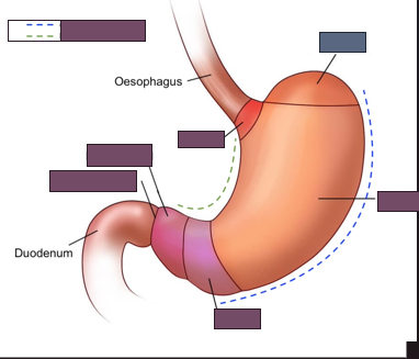 <p>name the blue region of the stomach</p>