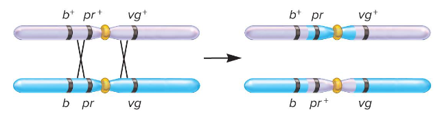 <p>A crossover event that separates the gene in the middle from the other two genes at the other end.</p><p>Ex) A recessive purple eye color is separated from the other two recessive alleles. Thus, the gene for eye color lies between the genes for body color and wing shape.</p>