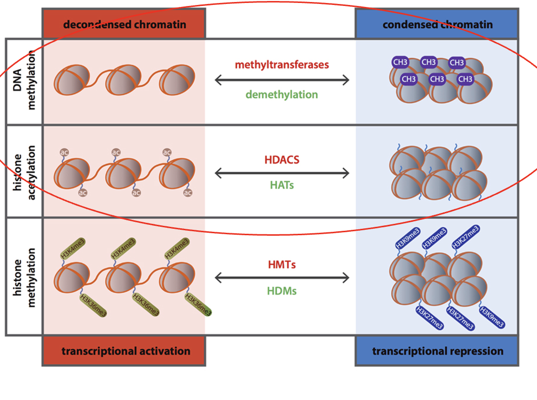 <ul><li><p>a type of histone modification</p></li><li><p>decreases access to DNA, decreases transcription</p><ol><li><p>DNA methyl transferase (DNMT)</p></li><li><p>Demethylase</p></li></ol></li></ul><p></p>
