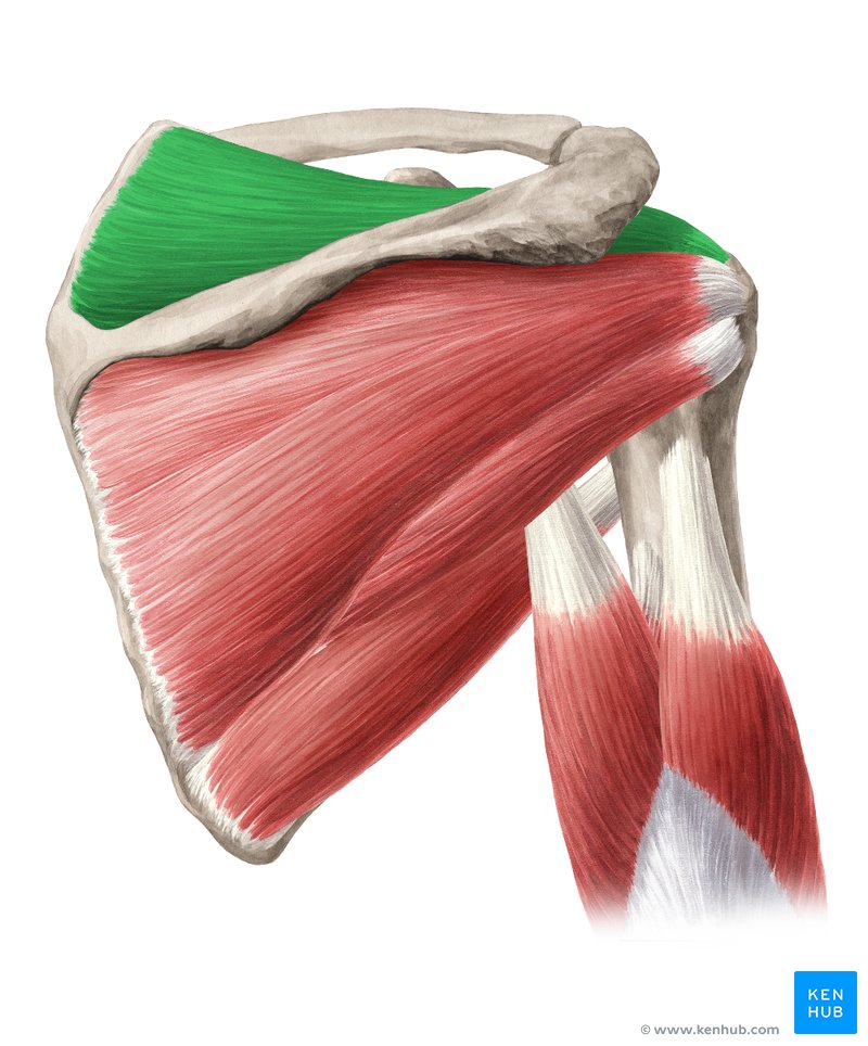 <p>Origin: Medial 2/3 supraspinous fossa (scapula) Insertion: Superior surface of greater tubercle (humerus) Actions: Stabilize GHJ</p>