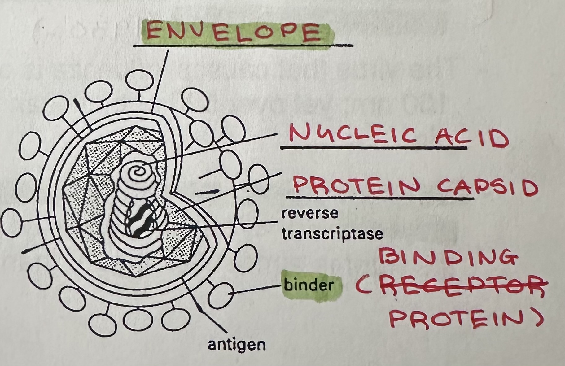 <p>Have a capsid that is covered by an envelope consisting of protein, lipids and carbohydrates. Has </p>