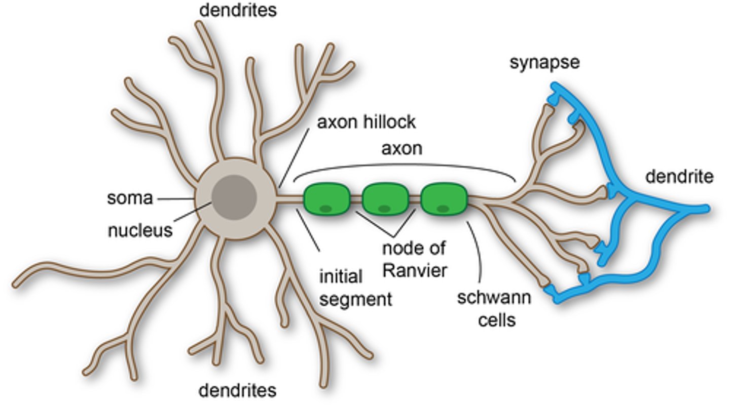 knowt flashcard image