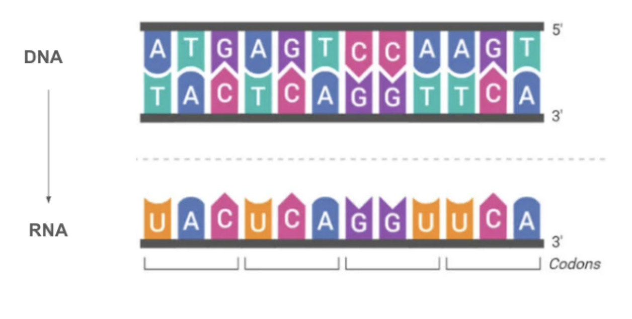 <ul><li><p><span style="font-family: &quot;Proxima Nova&quot;, sans-serif">RNA contains a base that's not found in DNA.&nbsp;</span></p></li><li><p><span style="font-family: &quot;Proxima Nova&quot;, sans-serif">In place of thymine (T), RNA uses the base uracil (U).</span></p></li></ul><p></p>