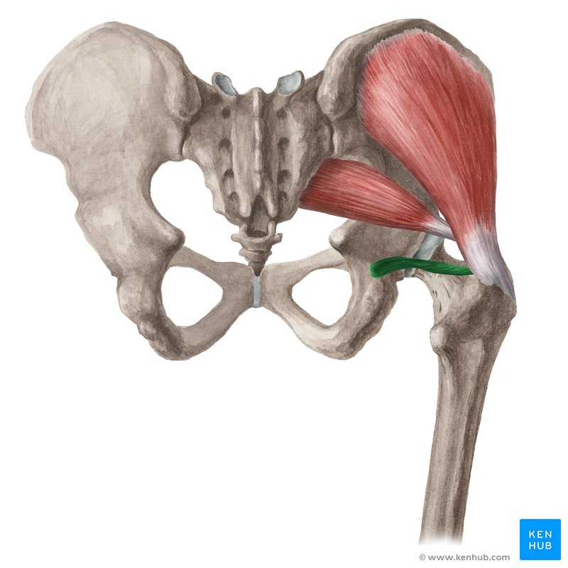 **O:** lateral lesser sciatic notch

**I:** medial greater trochanter