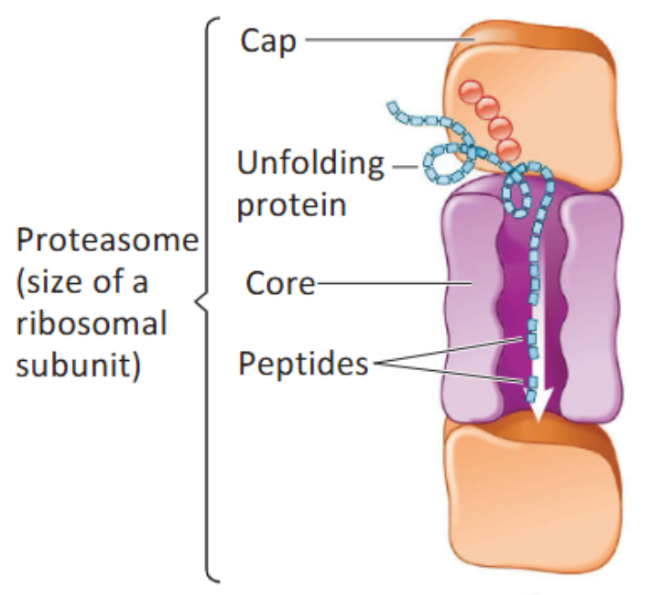<p>A large cytoplasmic complex (around the size of a ribosomal subunit) of a number of different proteins that recognizes ubiquitin-tagged protein and unfolds it. Enzymes that are part of the core digest protein to small peptides (requires ATP).</p>
