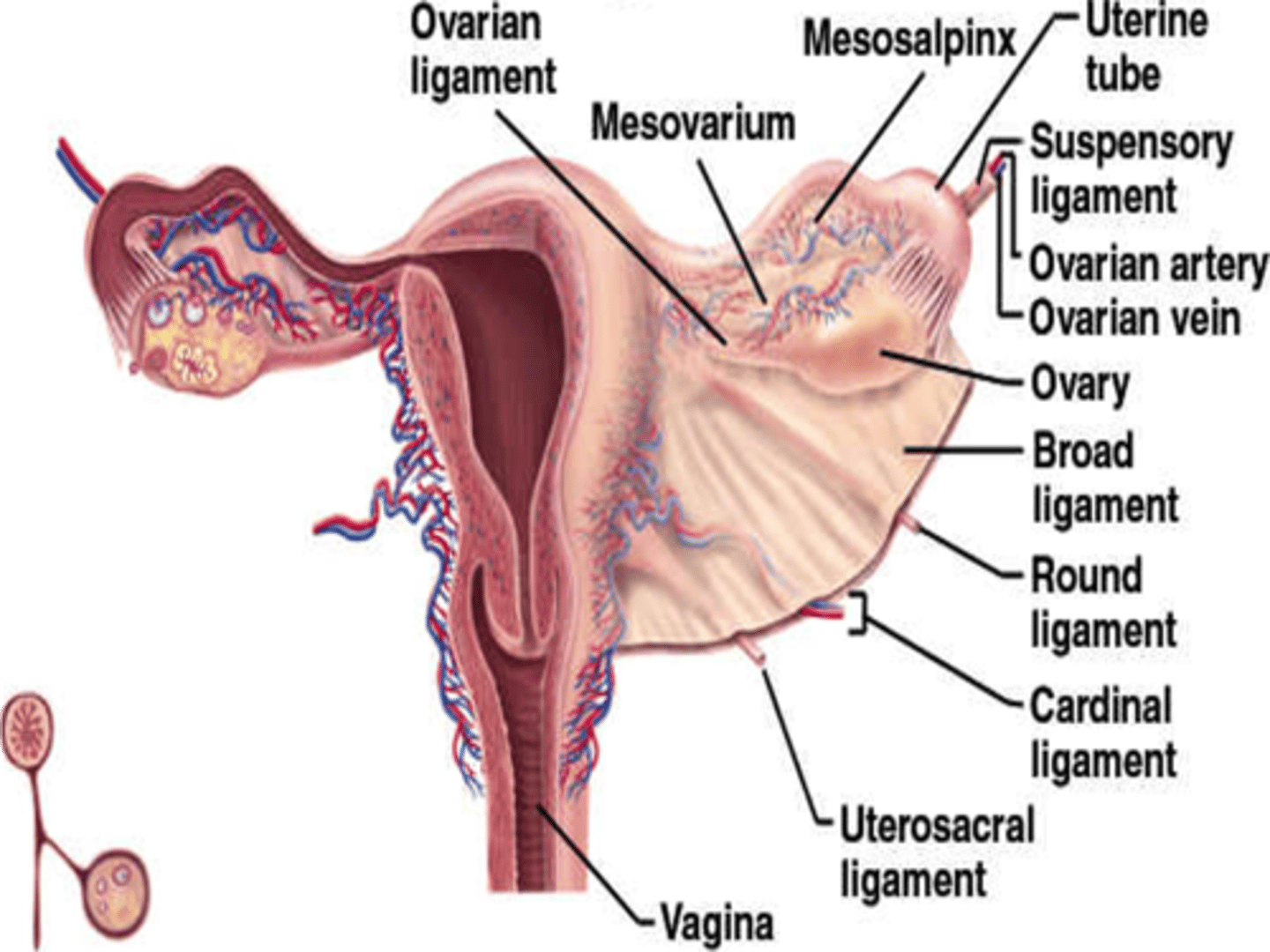 <p>fallopian tubes</p><p>round ligament</p><p>ovarian ligament vascular structures</p>