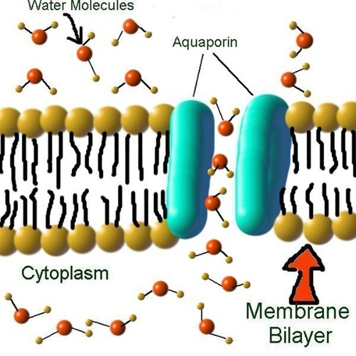 <p>water channel protein in a cell</p>