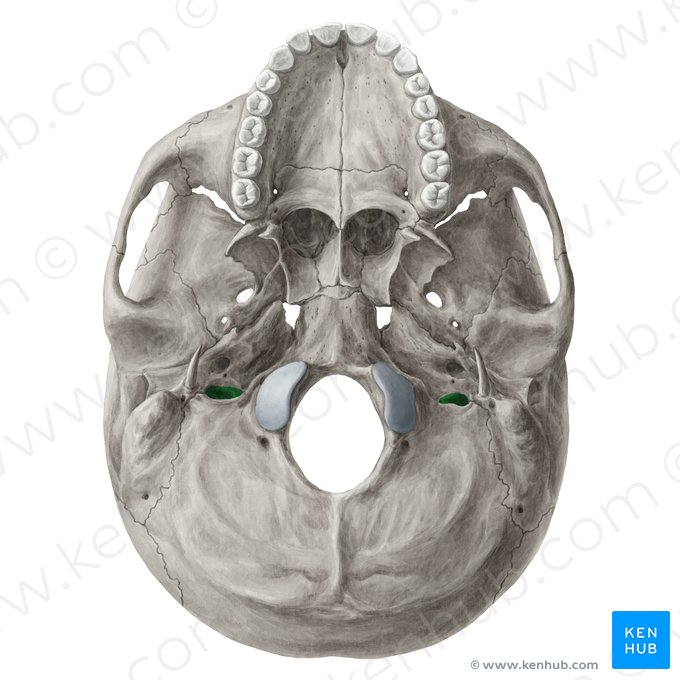 A big jagged opening medial to the stylomastoid foramen - allows the jugular vein to pass through the skull to the brain