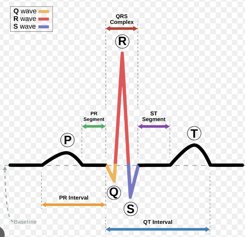 what does the T wave represent?
