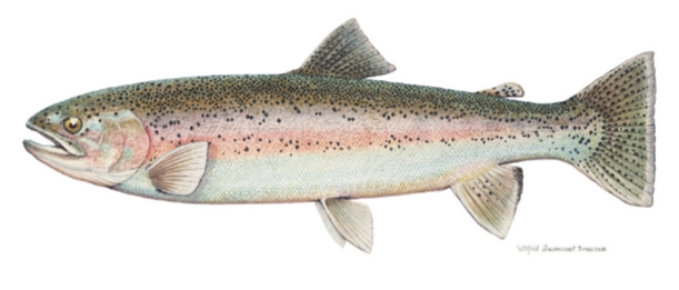 <p><strong>Oncorhynchus mykiss</strong></p>
