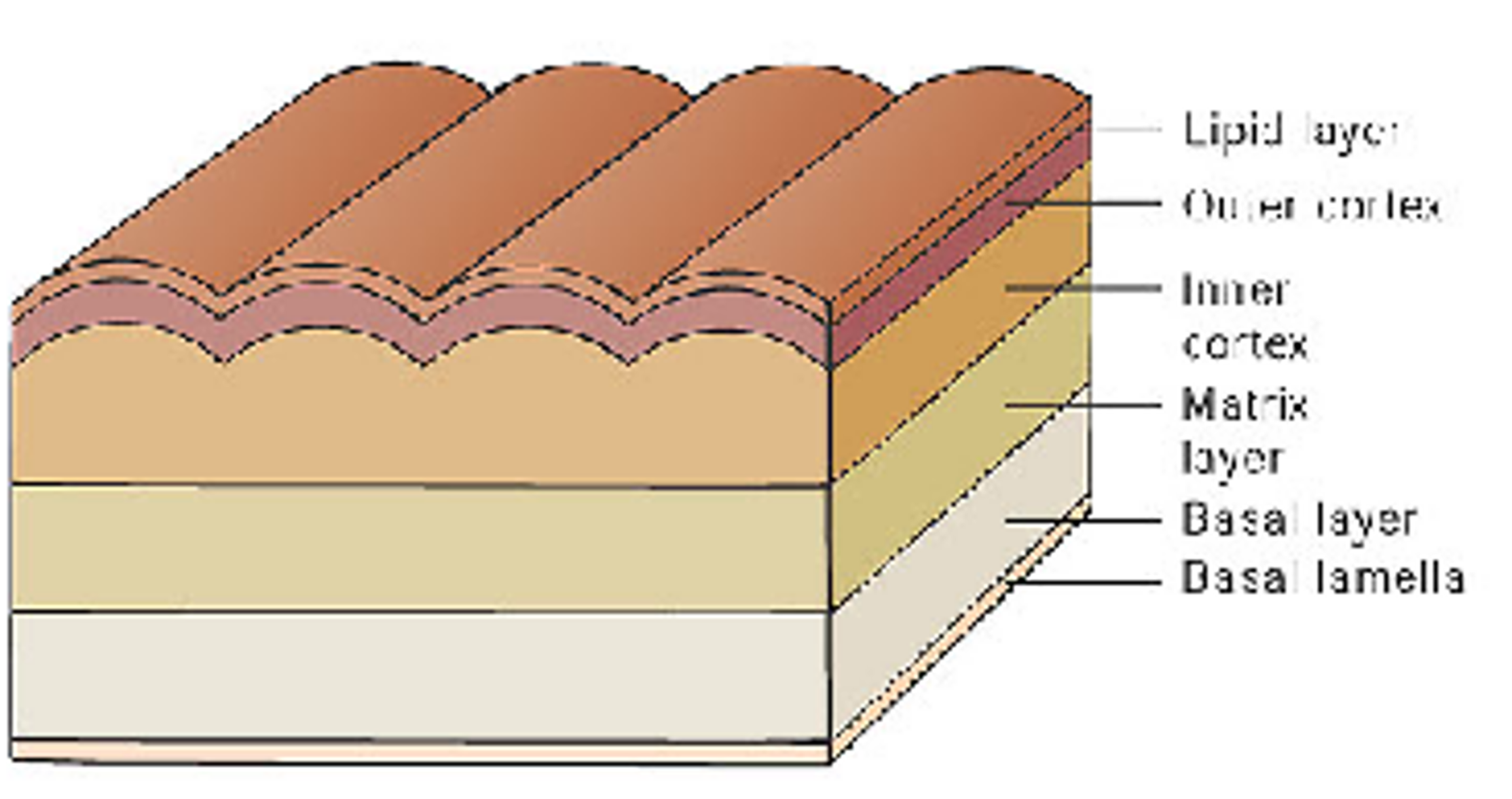 Collagenous cuticle, three layers cortex, matrix, and basal layer

Molt four times before maturation