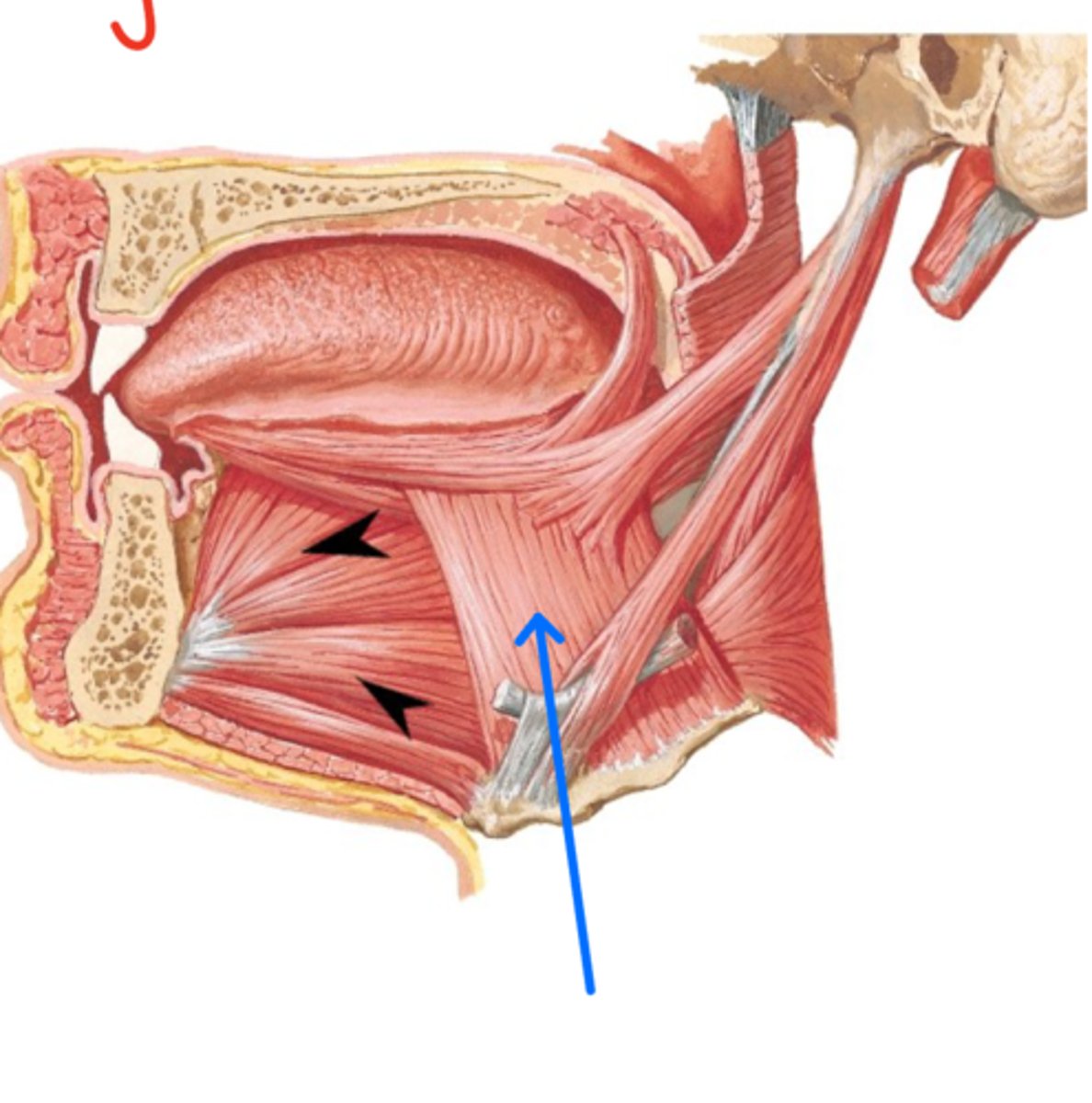 <p>What is this muscle?</p>