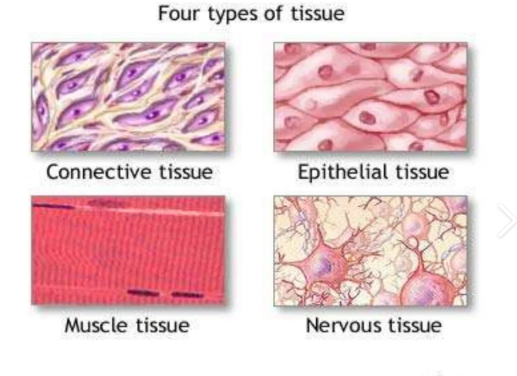 <p><strong><span>Muscular tissue</span></strong></p>