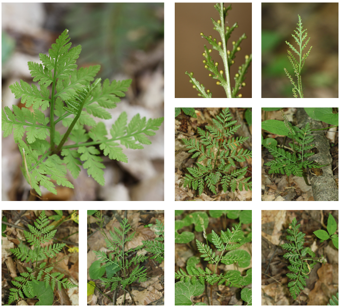 <p>Rattlesnake fern</p>