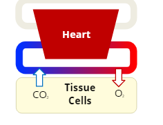 Internal Respiration
