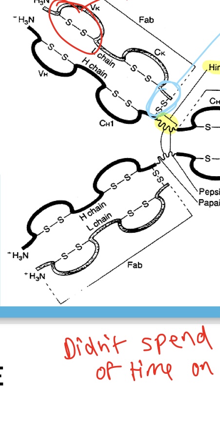 <p>What type of chain is indicated by the blue circle?</p>