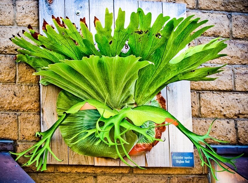<p>Staghorn Fern</p>