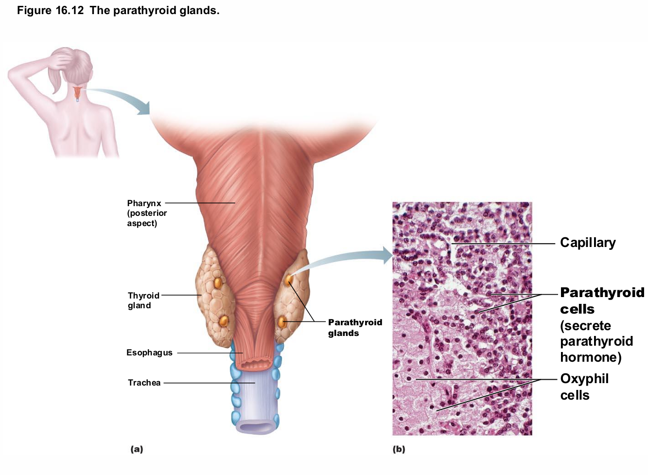 <ul><li><p>Four to eight tiny glands embedded in posterior&nbsp;<span style="background-color: transparent; font-size: 1.6rem;"><span>aspect of thyroid</span></span></p></li><li><p>Contain oxyphil cells (function unknown) and parathyroid cells that secrete parathyroid hormone (PTH) or parathormone</p></li><li><p>PTH—most important hormone in Ca2+ homeostasis</p><ul><li><p>causes degradation of bone to increase Ca2+ in blood </p></li></ul></li></ul><p></p>
