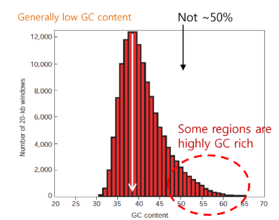 <p>generally low GC content, but some regions are highly GC rich (CpG island)</p>