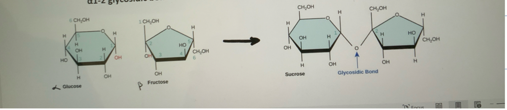 <ul><li><p>alpha-glucose + Beta-Fructose—&gt; Sucrose + Water</p></li><li><p>alpha 1–2 glycosidic bond is formed between two monomers</p></li><li><p>The beta fructose is inverted and switched sides to create this bond</p></li></ul><p></p>