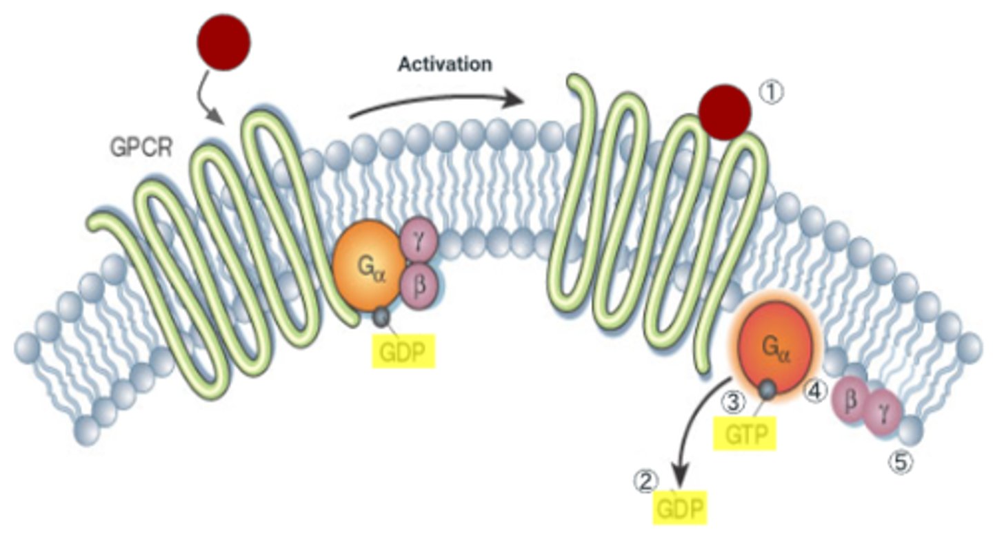 <p>1. Melatonin binds to GPCR (making it change shape).</p><p>2. Shape change causes GDP to detach from alpha subunit pf G-protein and GTP takes its place.</p><p>3. Binding of GTP causes dissociation of G protein into GTP-bound alpha subunit and beta-gamma dimer.</p><p>4. Both parts remain anchored to the membrane but can diffuse laterally and interact with other membrane proteins</p>