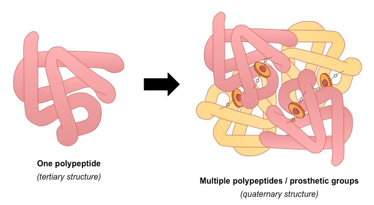 <p>association of two or more polypeptide subunits aggregated into one functional macromolecule (some proteins only)</p>