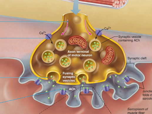 <ol><li><p>Axon terminal : end of the neuron </p></li><li><p>synaptic cleft : Fluid filled area rich in glycoproteins and collagen fibers </p></li><li><p>Synaptic vesicles : membrane bound granules that contain acetylcholine </p></li><li><p>junctional folds of sarcolemma : increase surface area </p></li><li><p>Note : Axon never touches the muscle </p></li></ol>