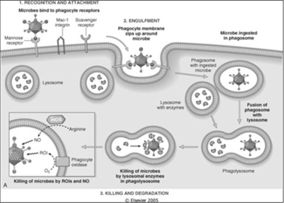 <ul><li><p><span><strong>Triggered by binding of the opsonized particle to the Fc portion of IgG</strong></span></p></li><li><p><span><strong>Binding to C3 receptors alone&nbsp;</strong></span></p></li></ul><p></p>