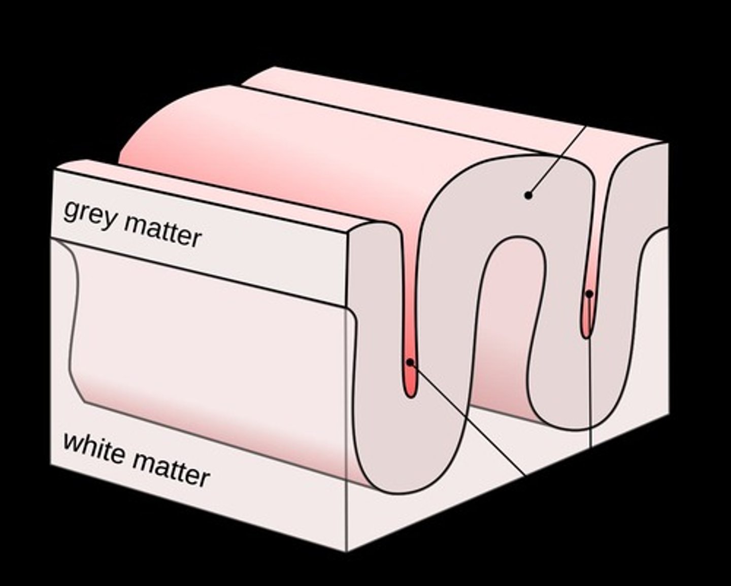 <p>Contains myelinated nerve fibers and neuroglia.</p>