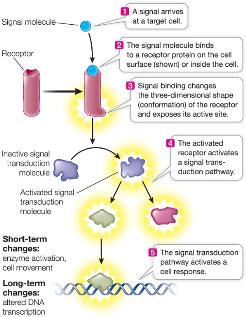 <p>At the cell membrane.</p>
