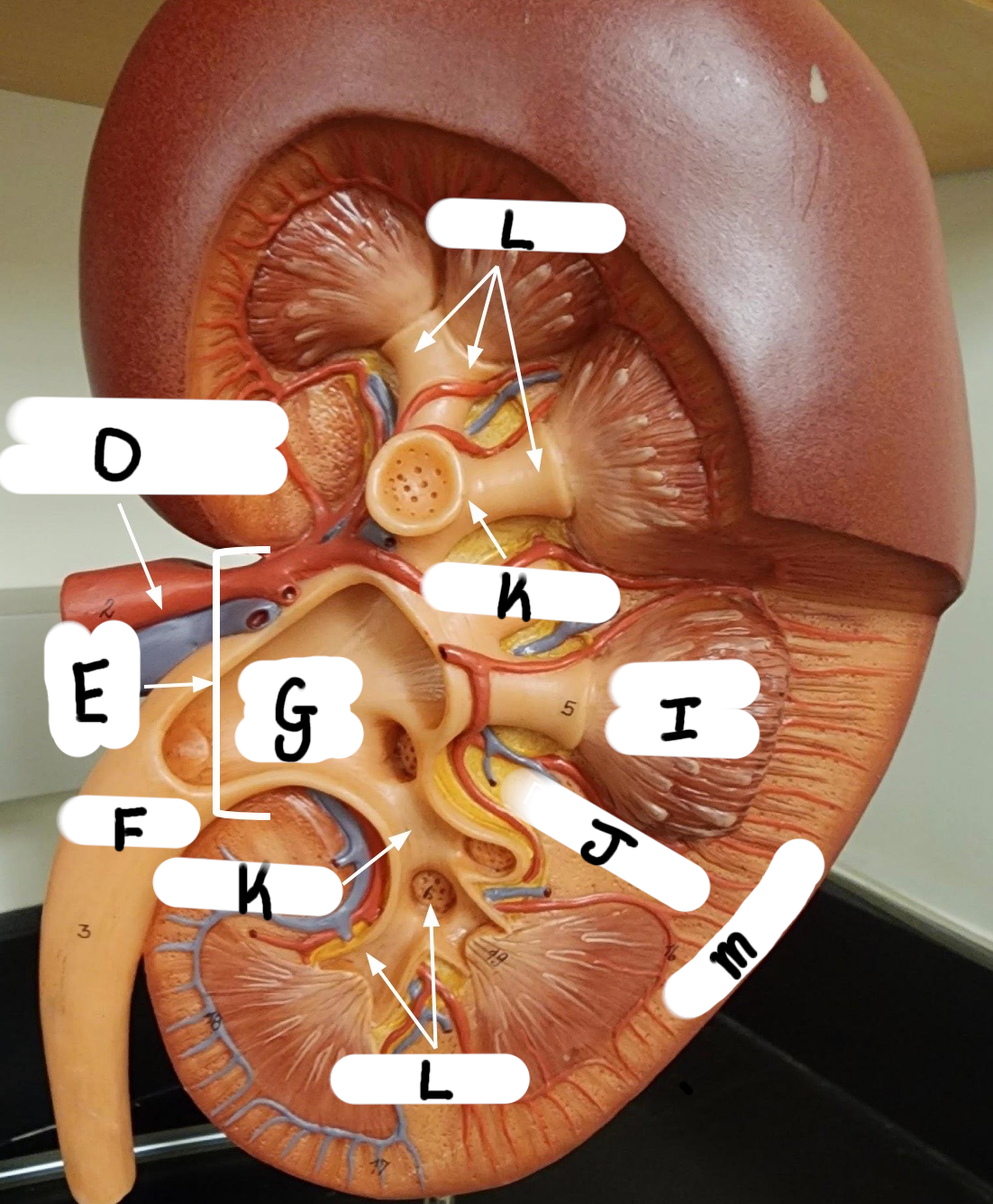 D