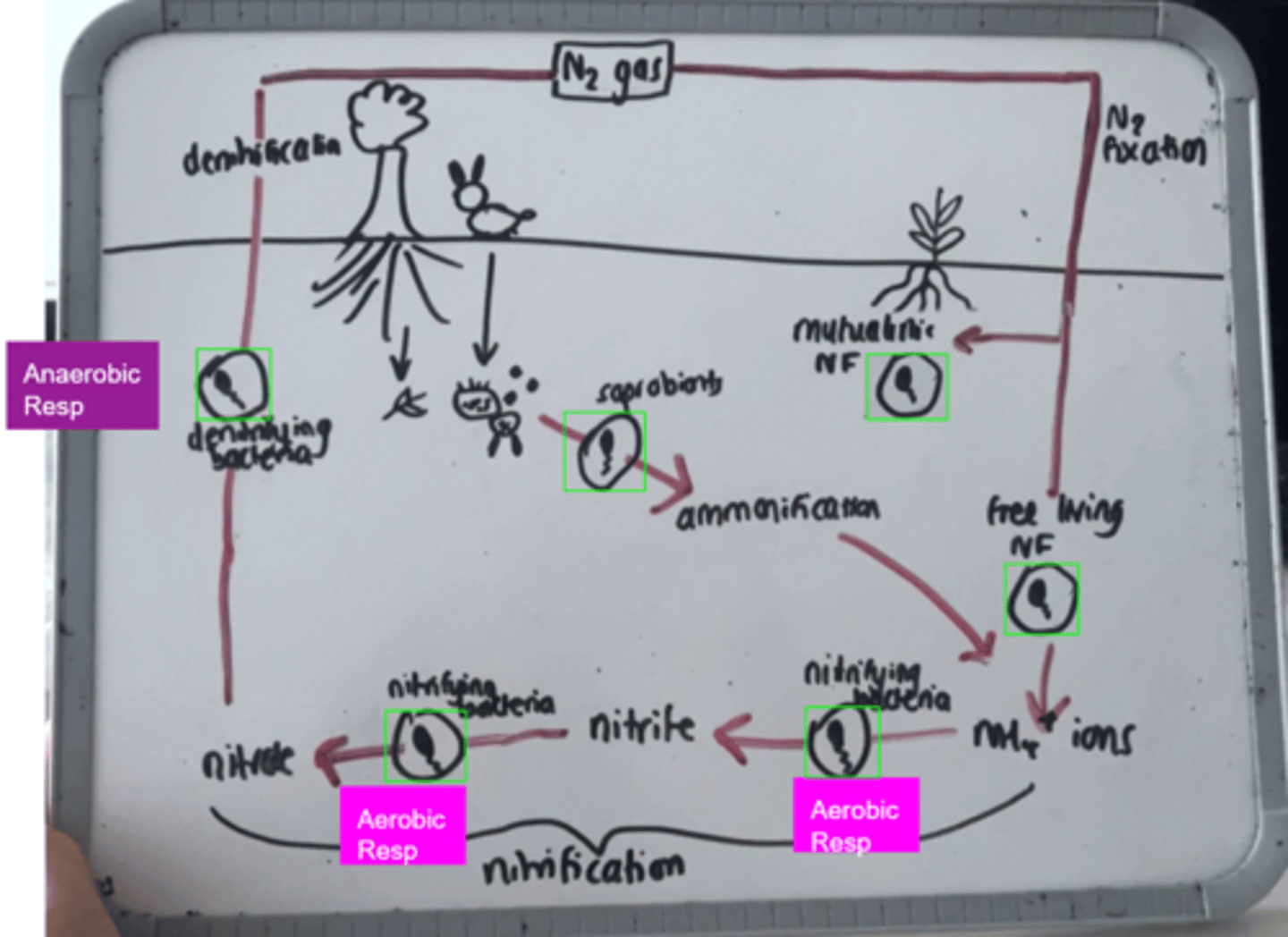 <p>1. Nitrogen gas converted to NH₄⁺ by nitrogen-fixing bacteria in roots of leguminous plants</p><p>2. Saprobionts decompose nitrogen containing compounds (DNA, urea) from dead orgainsms / excretion, into NH₄⁺ in soil</p><p>3. Nitrification: NH₄⁺ in soil converted into nitrites then nitrates by nitrifying bacteria (respire aerobically) Via a 2-step oxidation reaction</p><p>4. Denitrification: nitrate to nitrogen gas by denitrifying bacteria via anaerobic respiration</p>