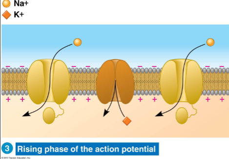 <p>Rising phase of the action potential</p>