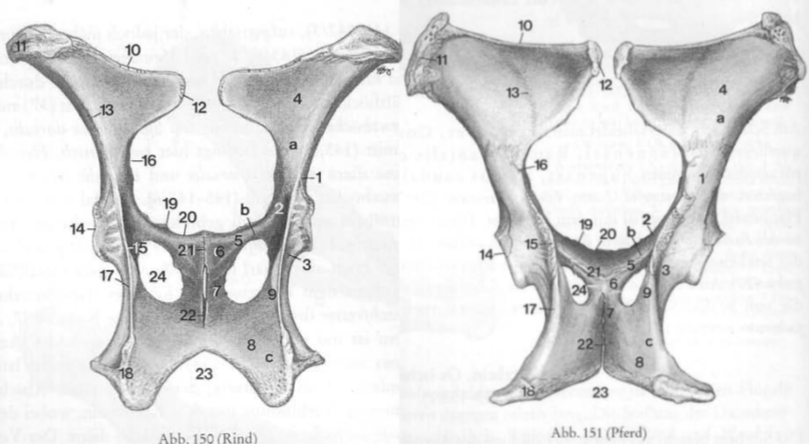 <p>Rappel structures osseuses → Bassin dorsal</p>