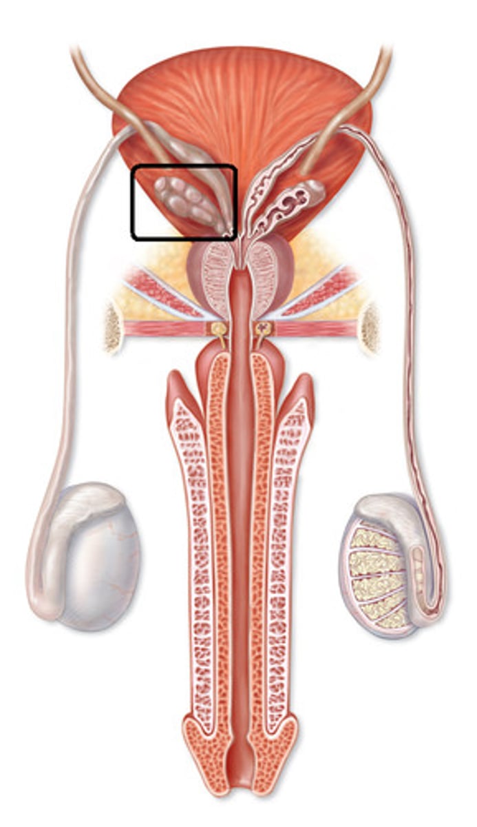 <p>two main glands located posterior to the base of the bladder that opens into the vas deferens. The glands secrete a thick fluid that forms part of the semen</p>
