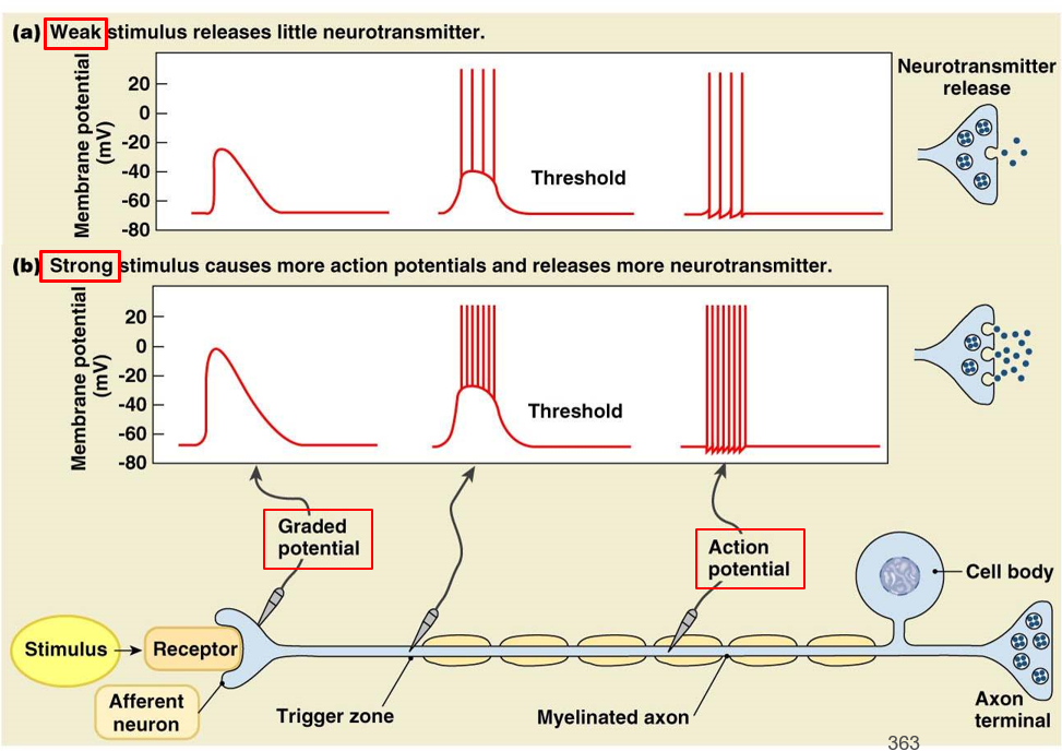 <p><strong>depolarizations </strong>that travel long distances down axon</p><ul><li><p>all-or-nothing (<strong>frequency</strong>)</p></li><li><p>occurs in trigger zone through axon</p></li><li><p>uses voltage-gated channels (<strong>electrical </strong>signal)</p></li><li><p>fires over and over until graded potential fades</p></li></ul><p><strong>conduction</strong>: high speed movement of action potential along axon</p>