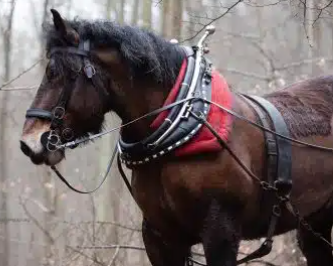 <p>part of a draft horses harness that is fitted over the shoulders that helps take the strain when a load is pulled</p>