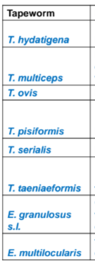 <p>link to DH, larval stage, IH, localization</p>