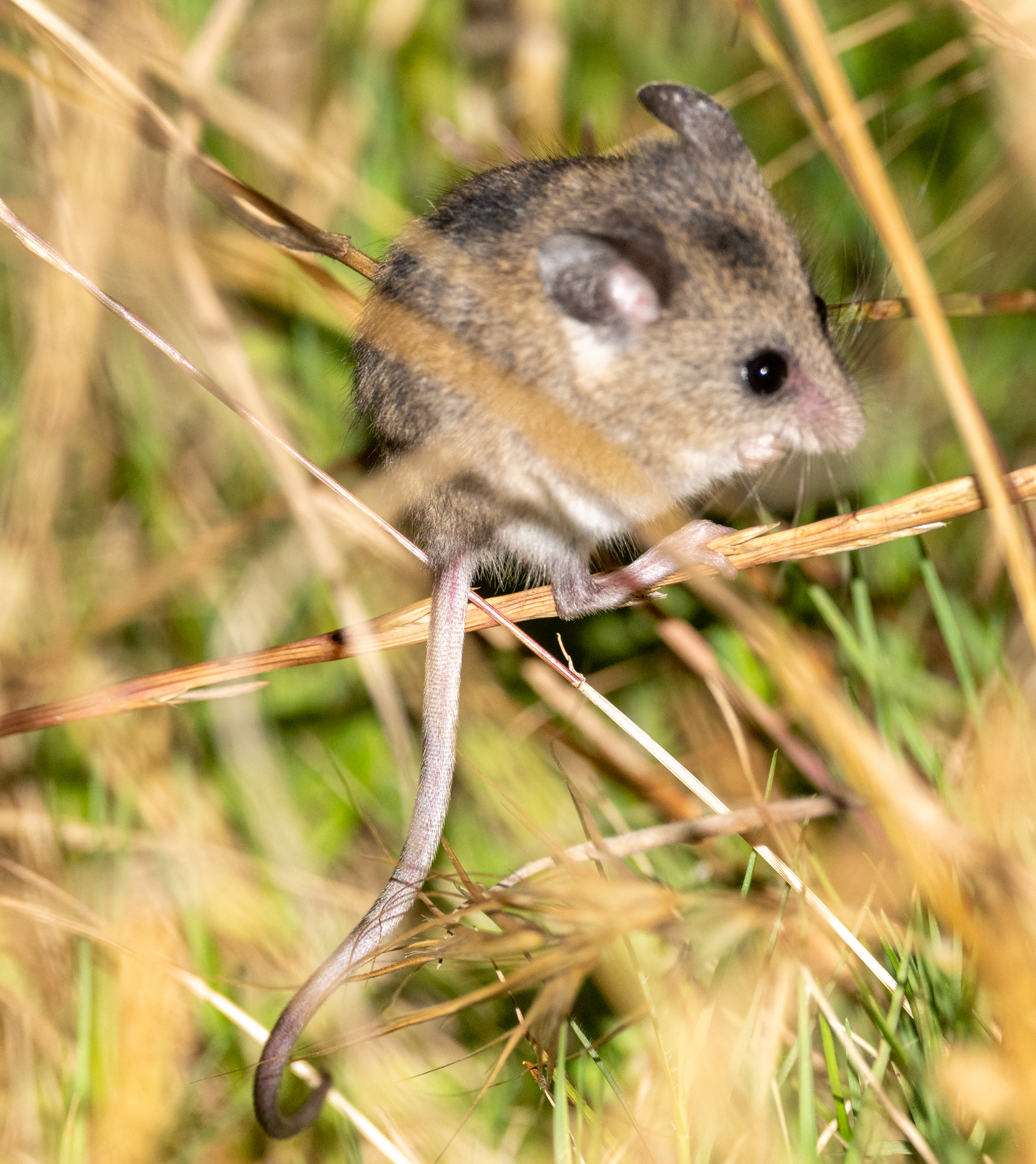 <p>Vic Falls, Chobe NP, Okavango Delta, Bagani, Western Cape, Cape Town, Kruger NP</p>