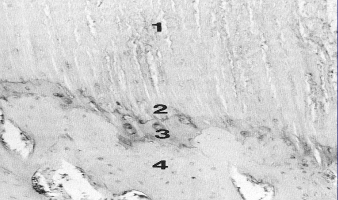 <p>this diagram shows what?</p>