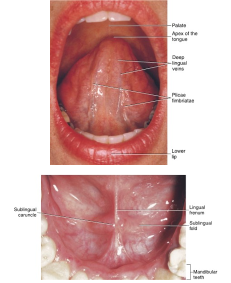 <ul><li><p>both appear as a reddish-pink tissue with vascular blue areas of veins</p></li><li><p>moist, shiny, compressible</p></li><li><p>floor of the mouth has mobility, ventral surface of tongue firmly attached with some stretching</p></li><li><p>lining mucosa </p></li></ul><p></p>