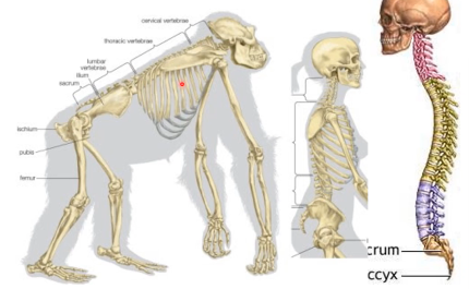 <ul><li><p>change in vertebra and spinal column</p></li><li><p>S shaped spine in homo sapiens, allows to stand fully upright and bring spine under the centre of skull. it helps for weight to be distributed evenly</p></li></ul><p></p>