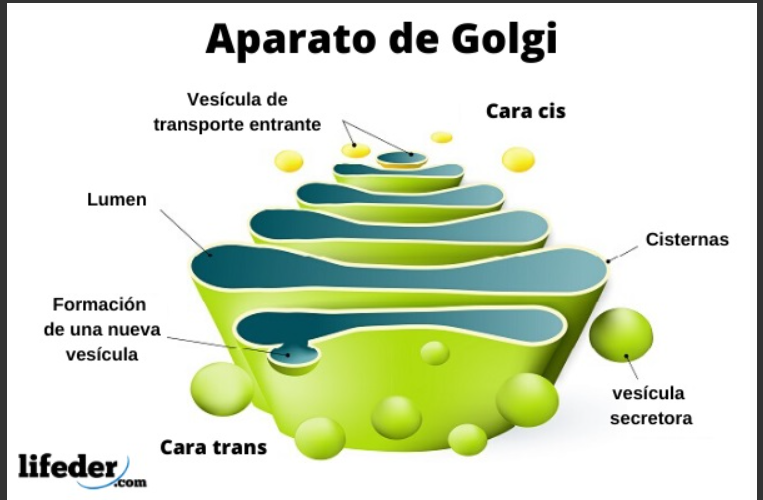 <p><span><span>De sacos membranosos aplanados llamados cisternas.</span></span></p>