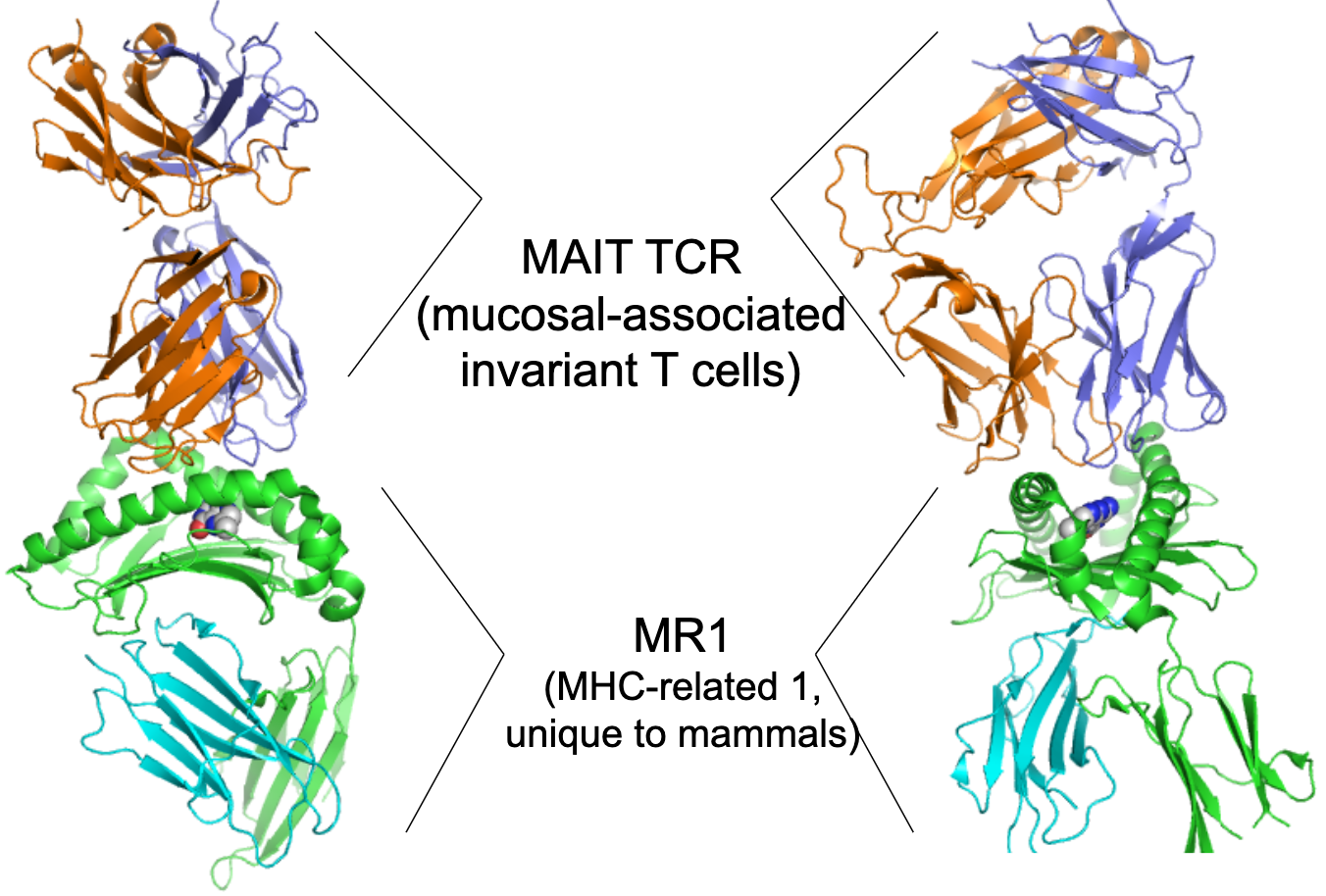 <p>Give an example of a TCR binding small molecules.</p>