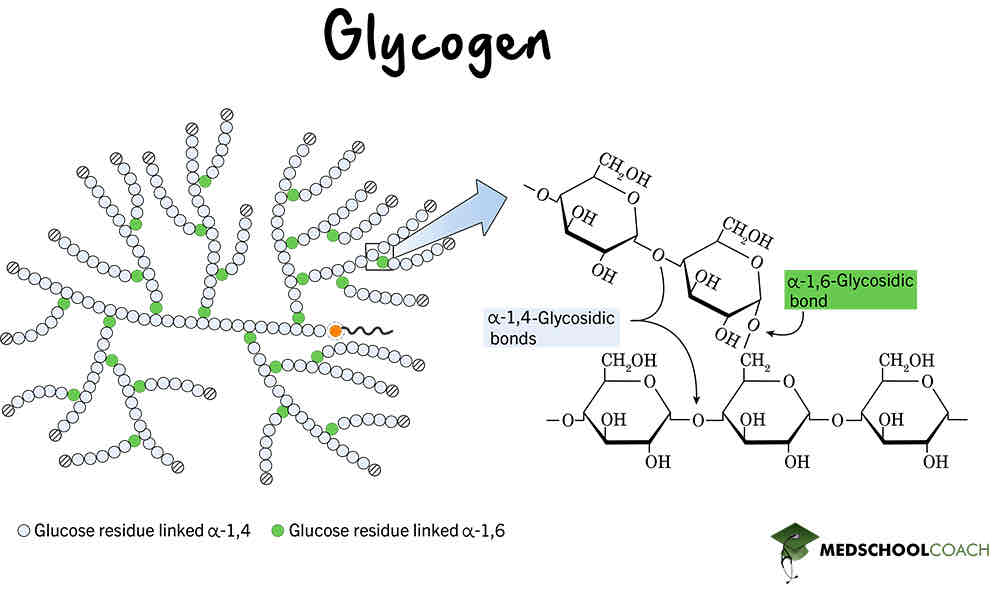 <p>Stored in the liver and muscles in animals </p><p>Metabolically inactive so doesn’t use up energy</p><p>Has lots of side branches(higher surface are) excellent for fast release of energy</p><p>Branches are shorter than starch which allows for quick release of energy</p><p>Compact and good for storage </p>